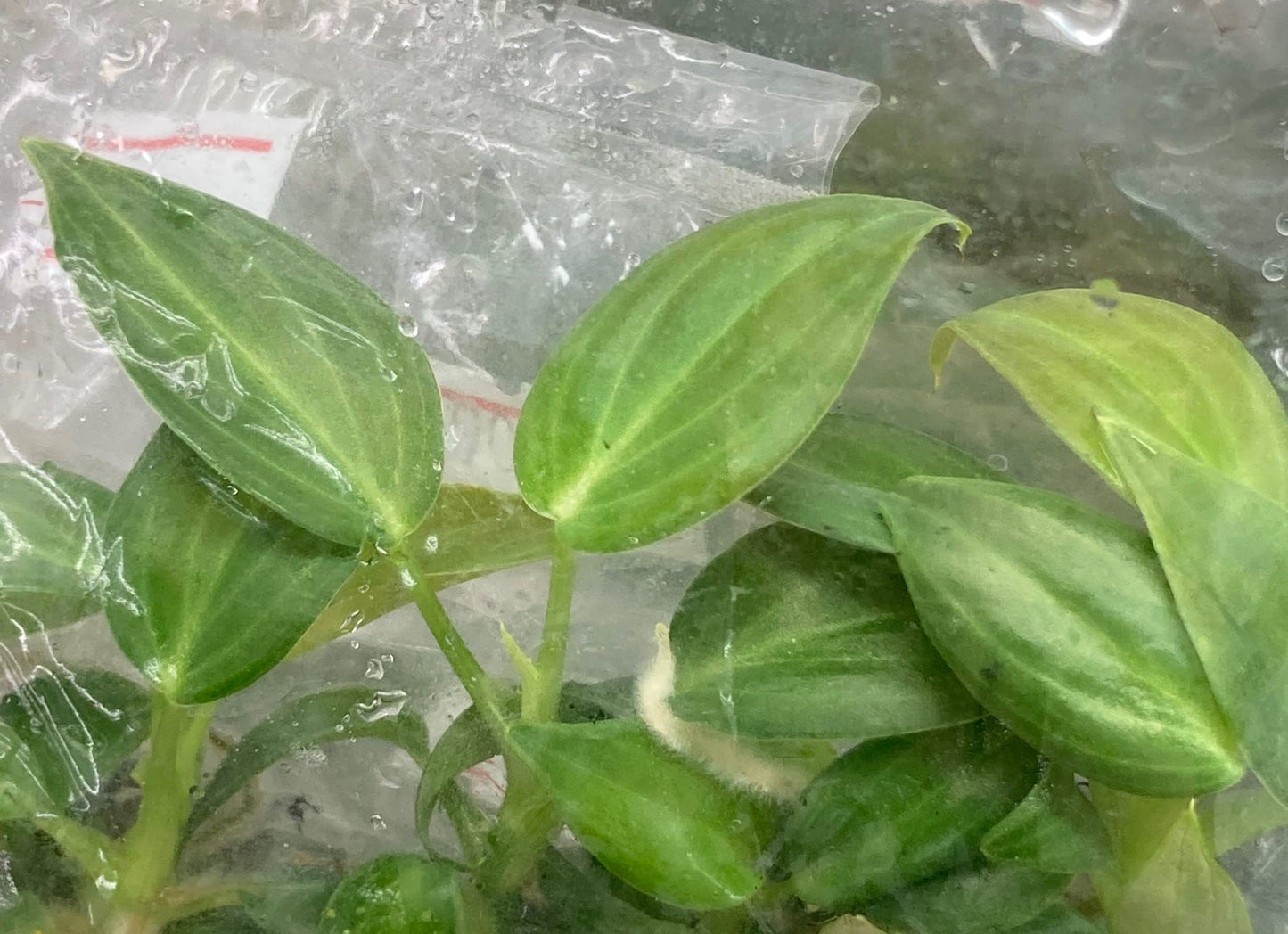 [NEW YEAR SALE Promotion] Philodendron Melanochrysum TC $3 / 10 p.