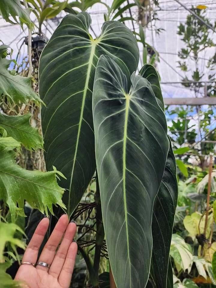 [NEW YEAR SALE Promotion] Philodendron Melanochrysum TC $3 / 10 p.