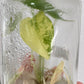 Alocasia Gageana Aurea Variegated Tissue Culture Plant 1 PCS