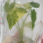 Alocasia Gageana Aurea Variegated Tissue Culture Plant 1 PCS