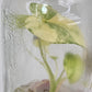Alocasia Gageana Aurea Variegated Tissue Culture Plant 1 PCS