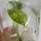 Alocasia Gageana Aurea Variegated Tissue Culture Plant 1 PCS