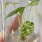 Alocasia Gageana Aurea Variegated Tissue Culture Plant 1 PCS