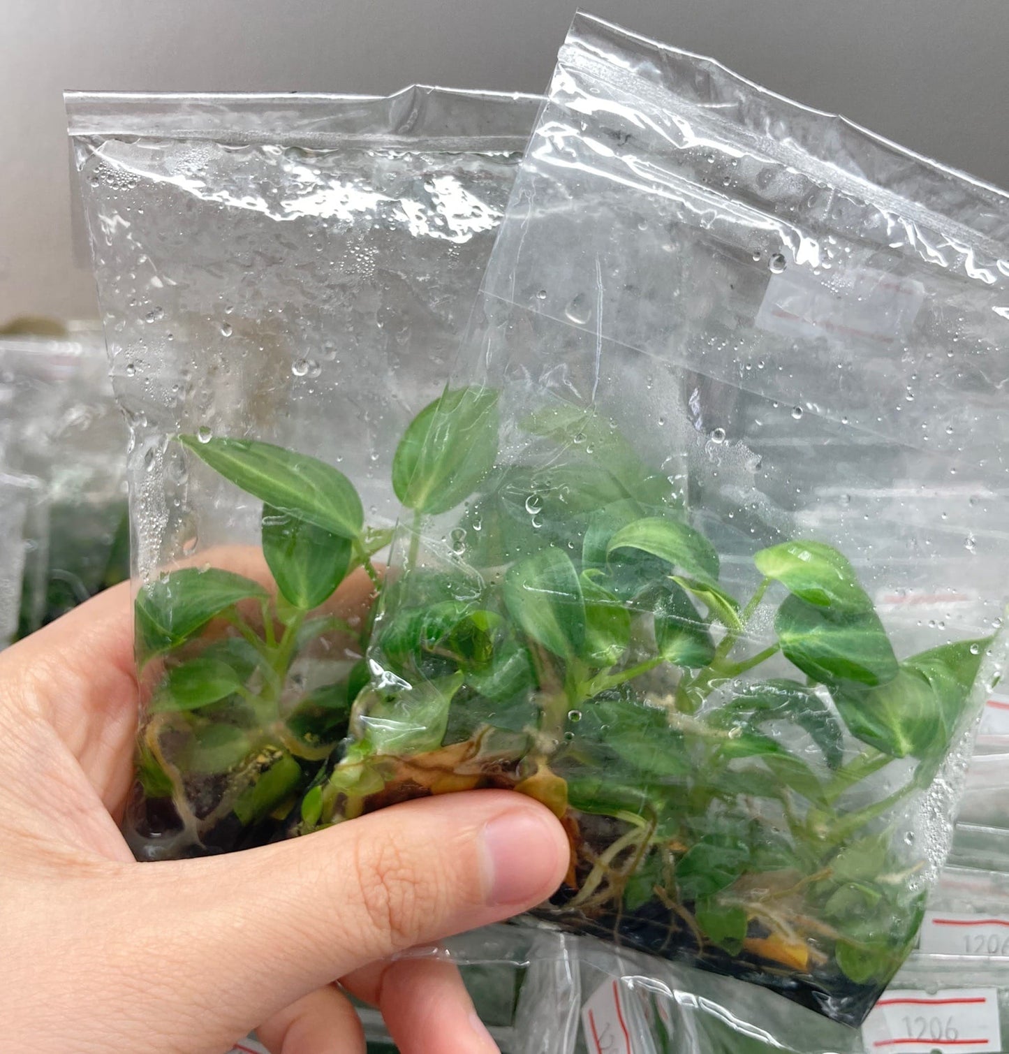 [NEW YEAR SALE Promotion] Philodendron Melanochrysum TC $3 / 10 p.