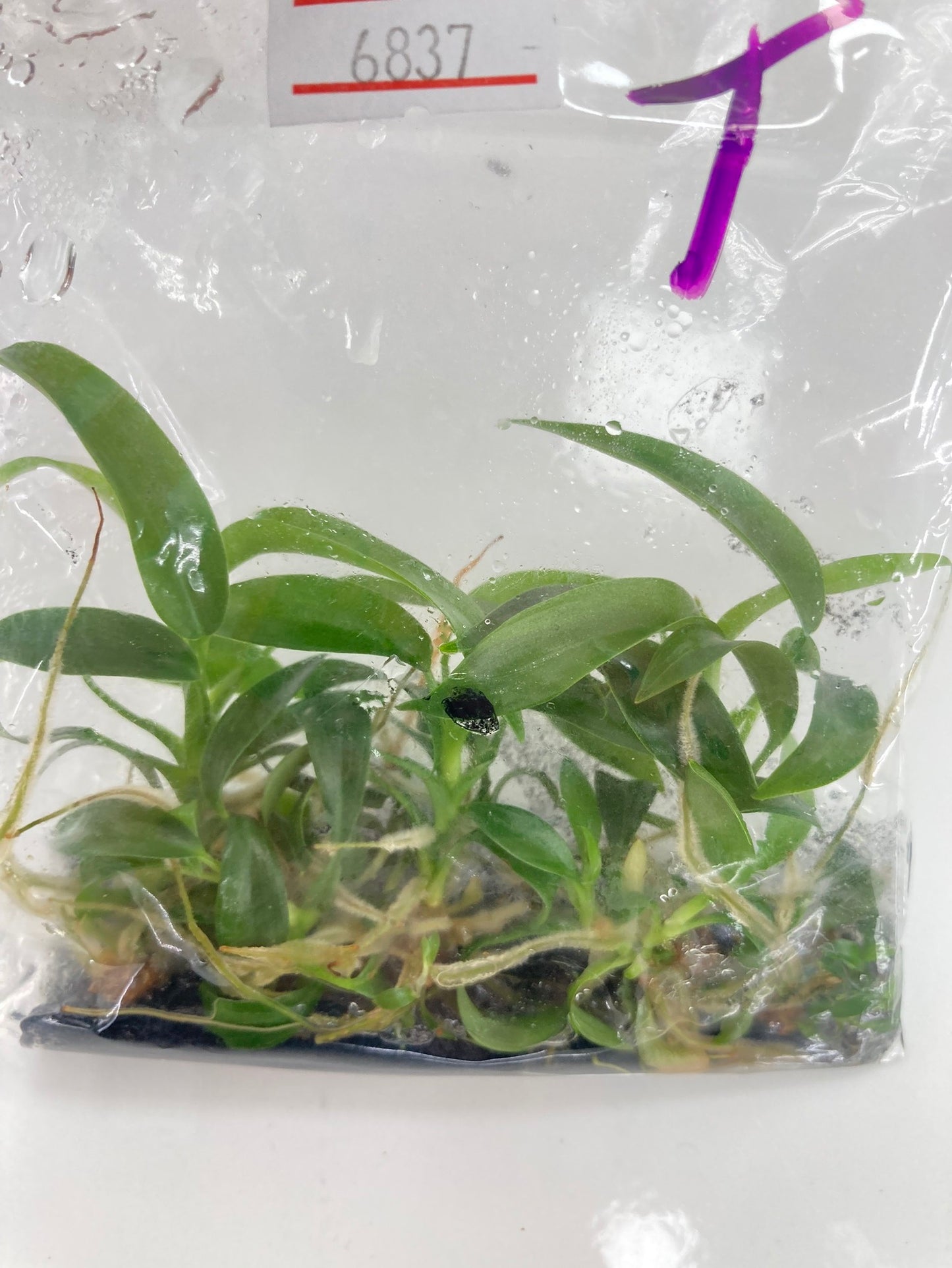 Philodendron 69686 Tissue Culture Plants 10 PCS.