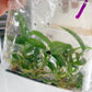 Philodendron 69686 Tissue Culture Plants 10 PCS.
