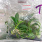 Philodendron 69686 Tissue Culture Plants 10 PCS.