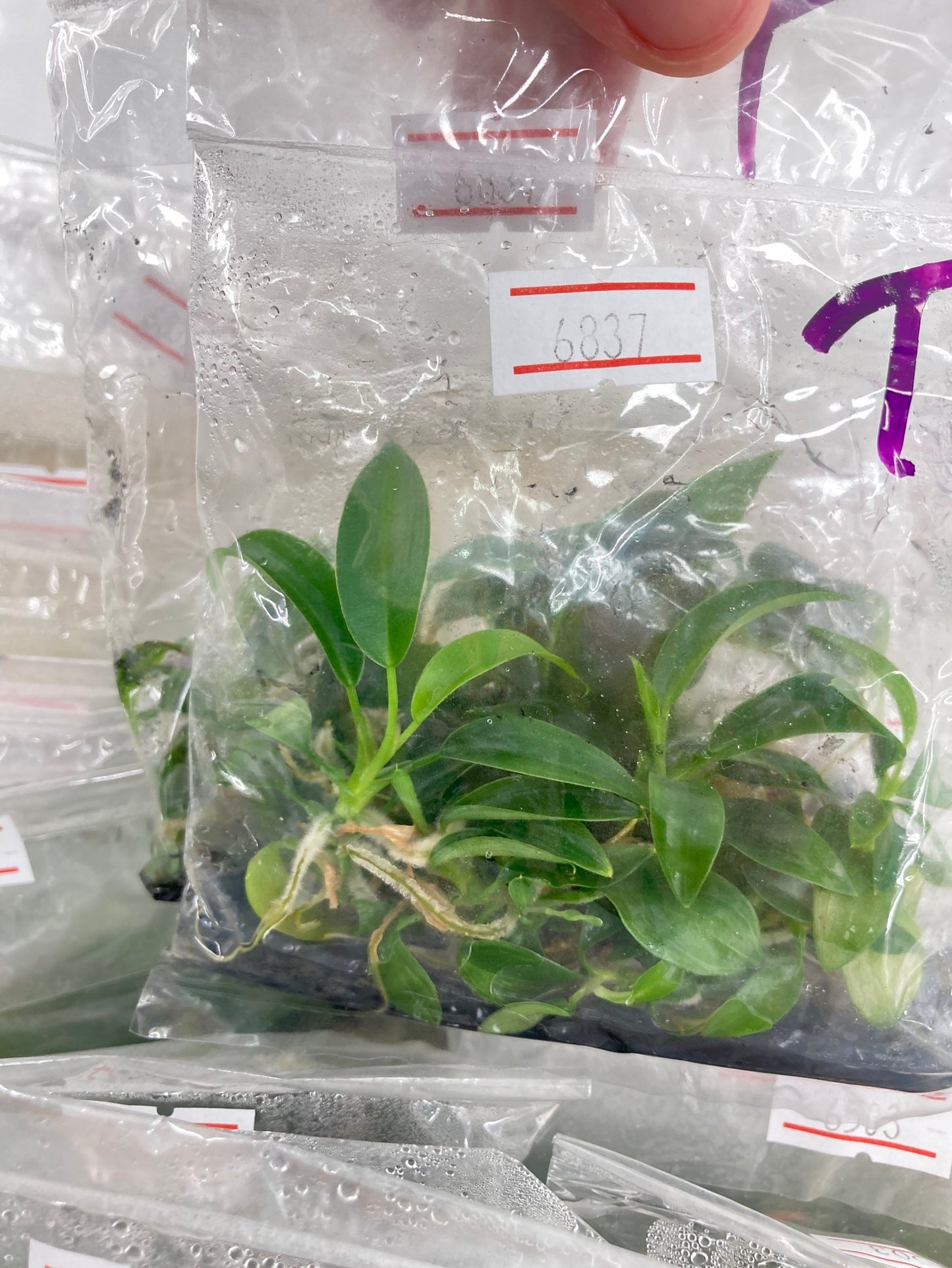 Philodendron 69686 Tissue Culture Plants 10 PCS.