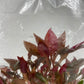 Alternanthera rosaefolia TC 5 pcs.