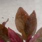 Alternanthera rosaefolia TC 5 pcs.