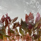 Alternanthera rosaefolia TC 5 pcs.