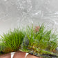 Hairgrass "twist" Eleocharis acicularis TC 5 pcs