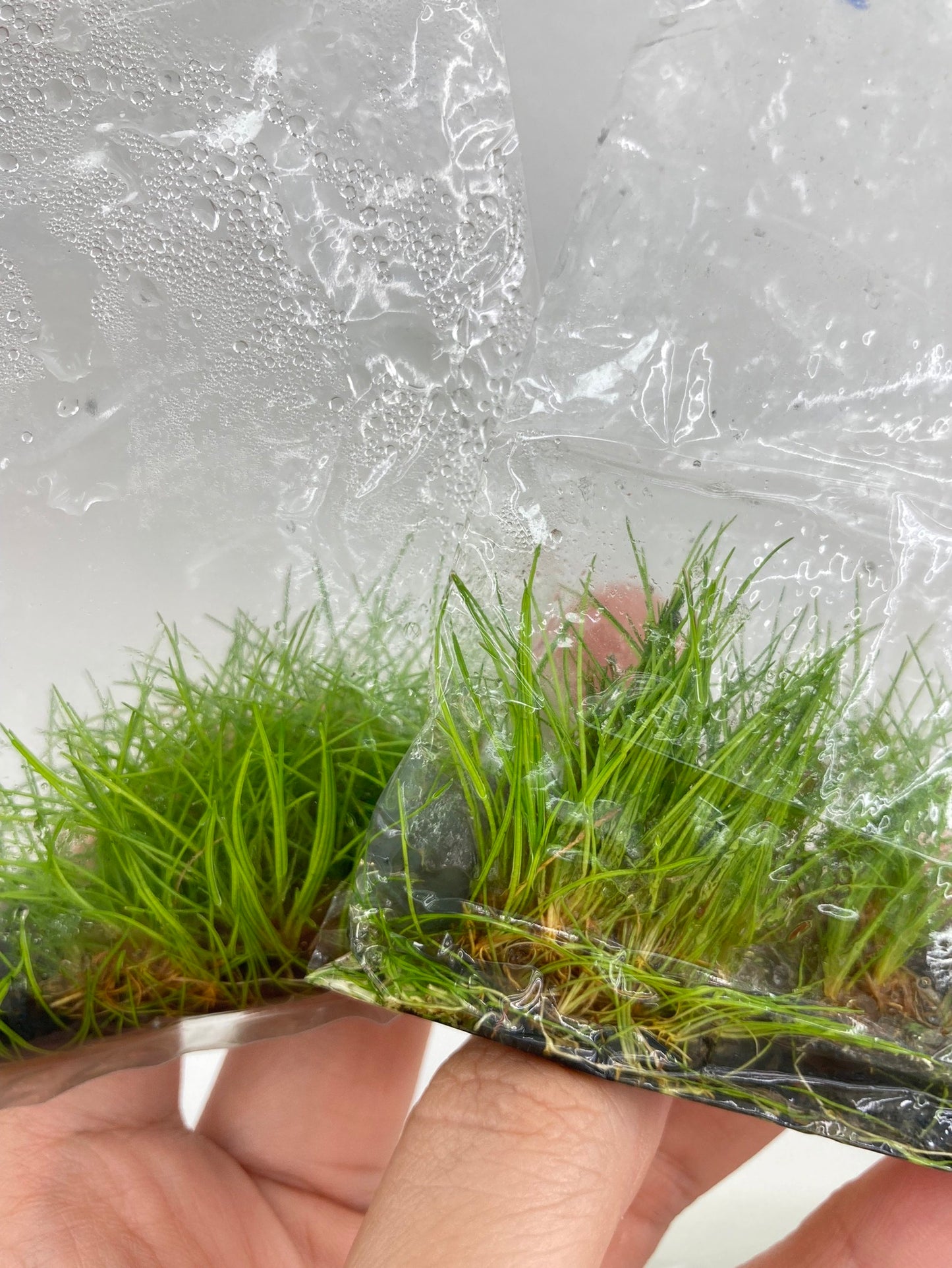 Hairgrass "twist" Eleocharis acicularis TC 5 pcs