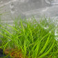 Hairgrass "twist" Eleocharis acicularis TC 5 pcs