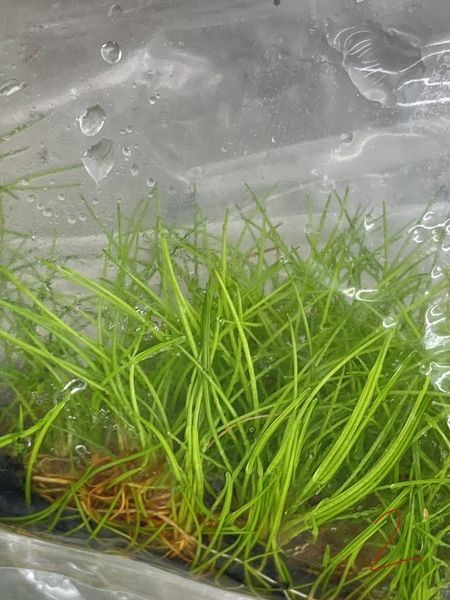 Hairgrass "twist" Eleocharis acicularis TC 5 pcs