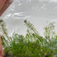 Rotala wallichii TC 5 pcs
