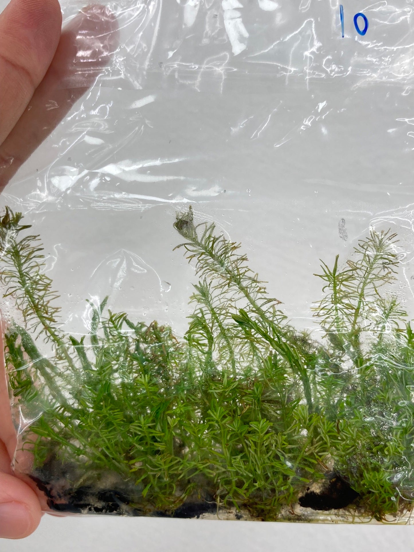 Rotala wallichii TC 5 pcs