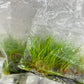 Hairgrass "twist" Eleocharis acicularis TC 5 pcs