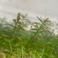 Rotala hra TC 5 pcs