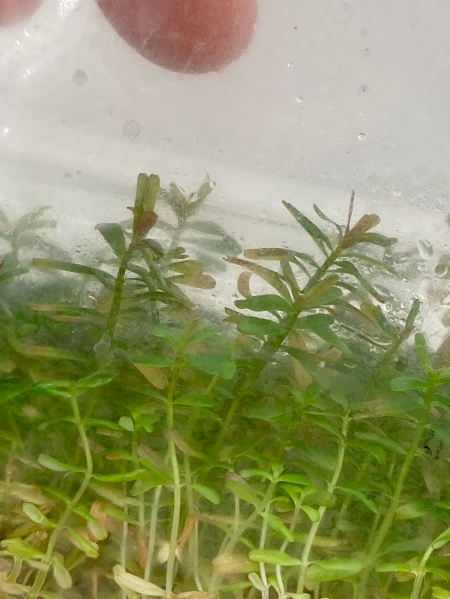 Rotala hra TC 5 pcs