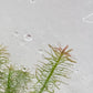Rotala wallichii TC 5 pcs