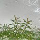 Rotala hra TC 5 pcs