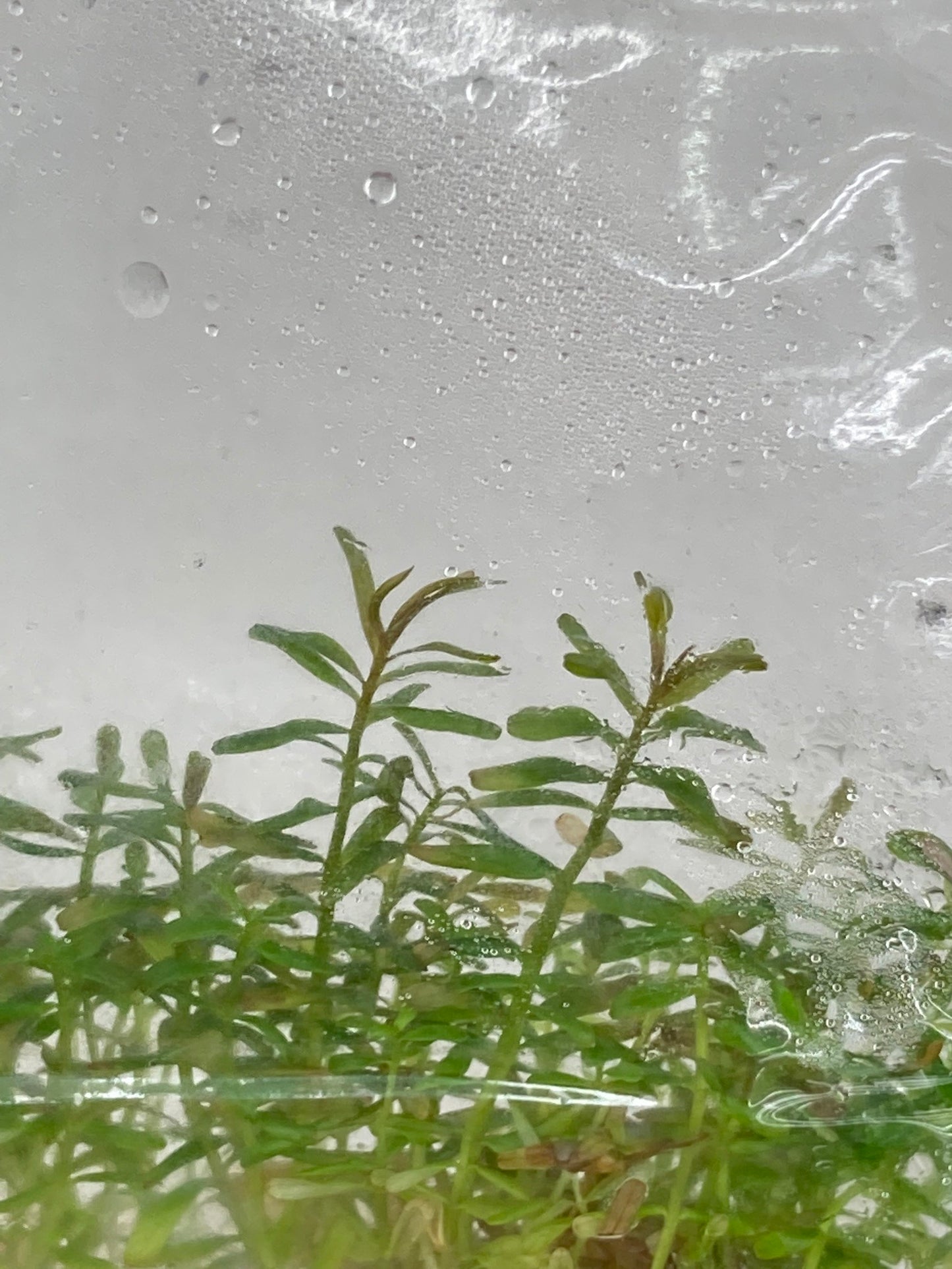 Rotala hra TC 5 pcs