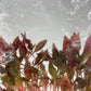 Alternanthera rosaefolia TC 5 pcs.