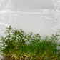 Rotala hra TC 5 pcs
