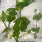 Syngonium Pink Salmon Tissue Culture Plants 10 PCS