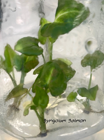 Syngonium Pink Salmon Tissue Culture Plants 10 PCS