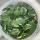 Philodendron brandtianum Tissue Culture Plants 10 PCS.