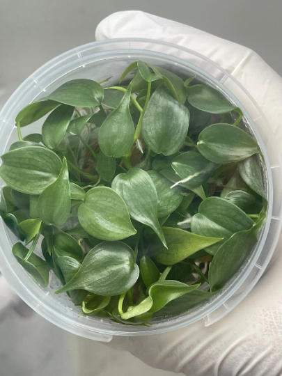 Philodendron brandtianum Tissue Culture Plants 10 PCS.