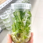 Philodendron Paraiso Tissue Culture Plants 10 PCS