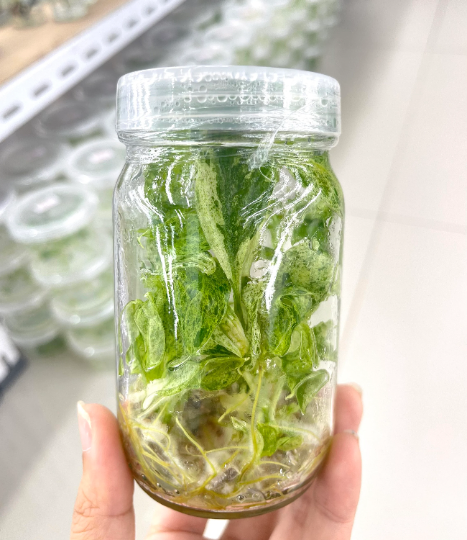 Philodendron Paraiso Tissue Culture Plants 10 PCS