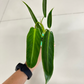 Philodendron Spiritus Sancti Mature Plant 1 PCS.