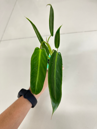 Philodendron Spiritus Sancti Mature Plant 1 PCS.