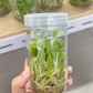 Philodendron Paraiso Tissue Culture Plants 10 PCS