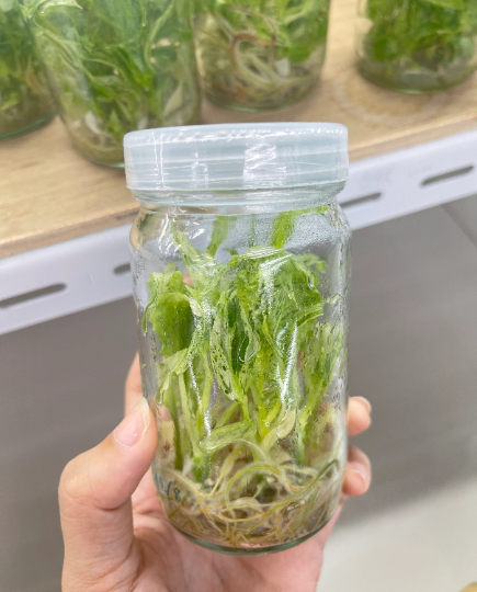 Philodendron Paraiso Tissue Culture Plants 10 PCS