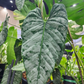 Philodendron brandtianum Tissue Culture Plants 10 PCS.