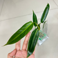 Philodendron Spiritus Sancti Mature Plant 1 PCS.