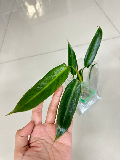 Philodendron Spiritus Sancti Mature Plant 1 PCS.