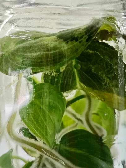 Philodendron Melanochrysum Variegated Tissue Culture Plant 1 PCS