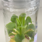 Pinguicula Live Carnivorous Plant Tissue Culture 1 PCS.