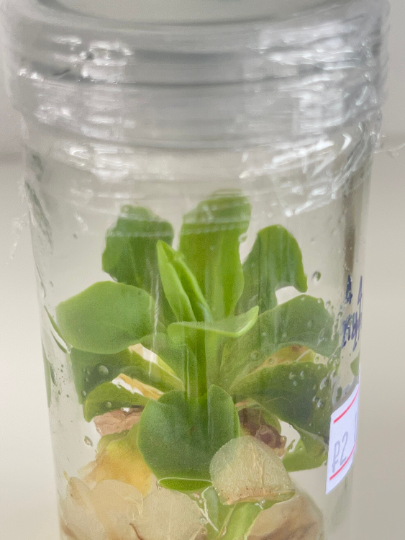 Pinguicula Live Carnivorous Plant Tissue Culture 1 PCS.