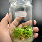 Anthurium Magnificum Tissue Culture Plants 10 PCS.