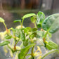 Anthurium Magnificum Tissue Culture Plants 10 PCS.