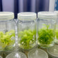 Homalomena Rubescens Mint Variegated Tissue Culture Plant 1 pcs.