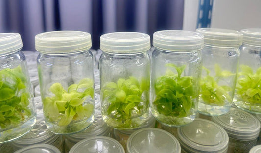 Homalomena Rubescens Mint Variegated Tissue Culture Plant 1 pcs.