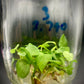 Anthurium Magnificum Tissue Culture Plants 10 PCS.